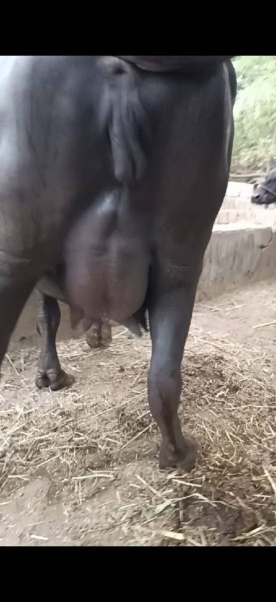 ૧ vetar khaleli vesavani se