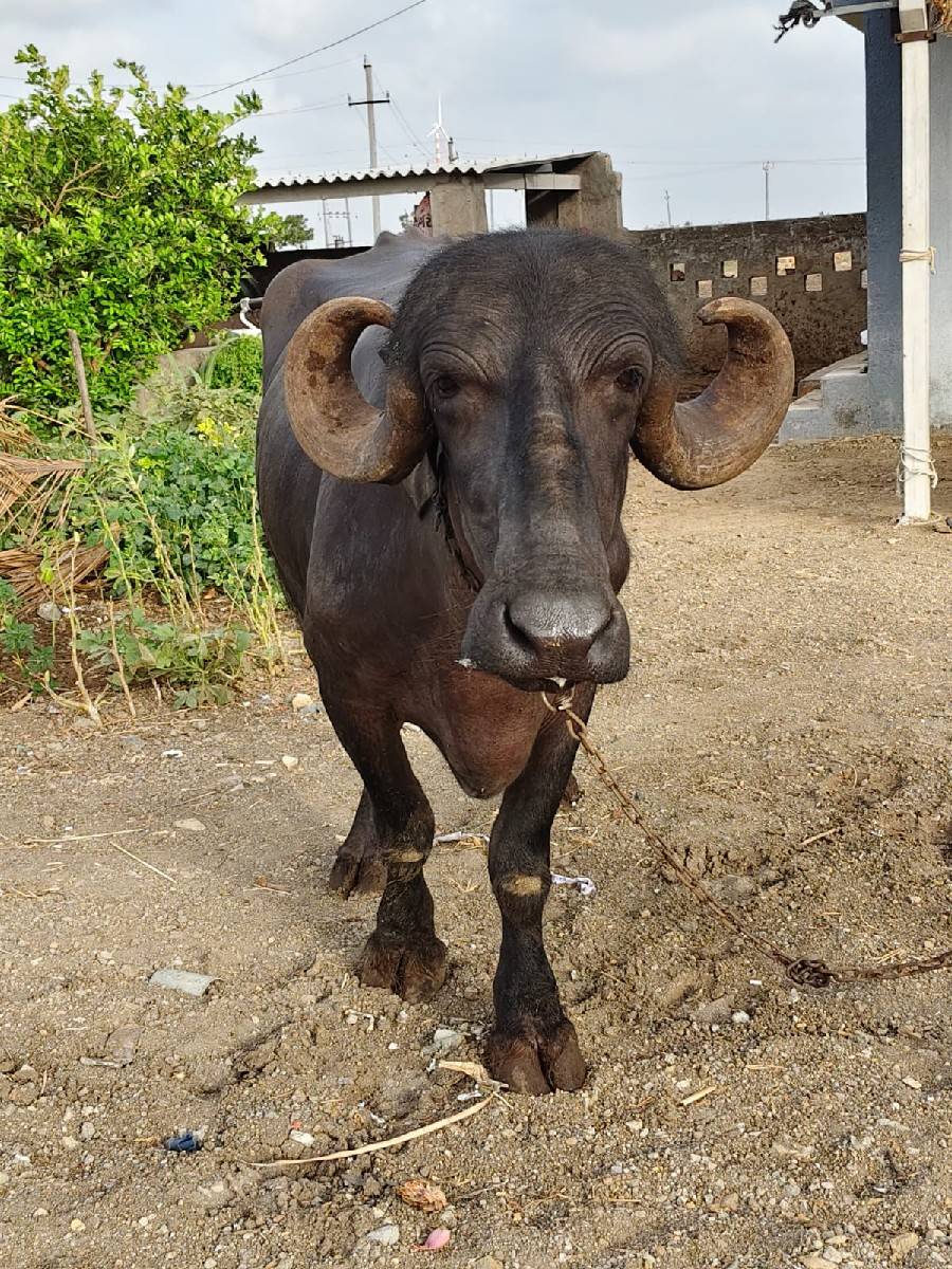 ભેંસ વેચવાની છે