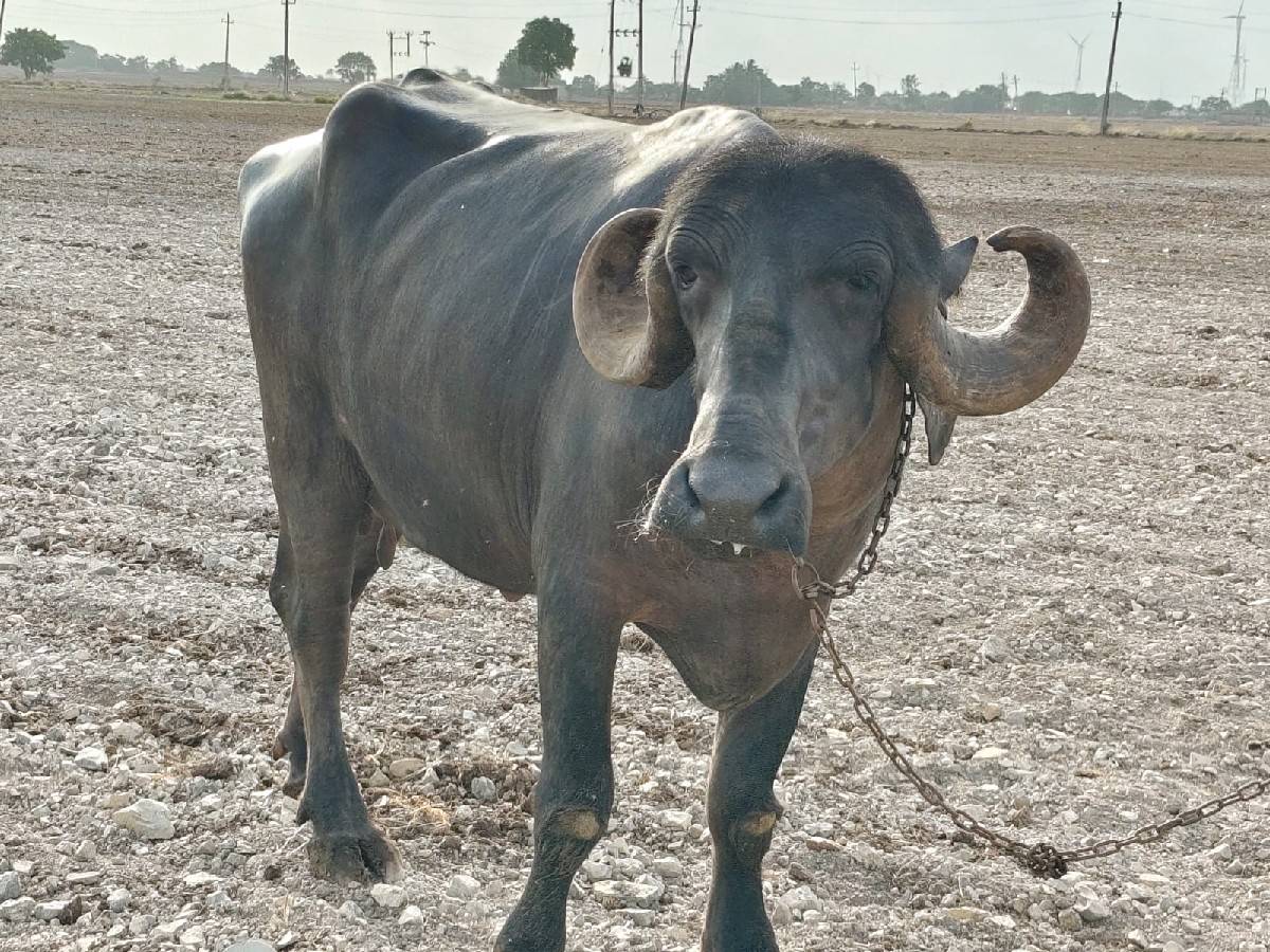 ભેંસ વેચવાની છે