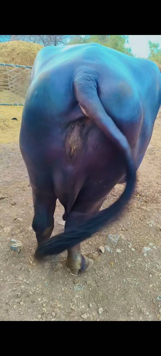 ભેસ વેચવાની છે