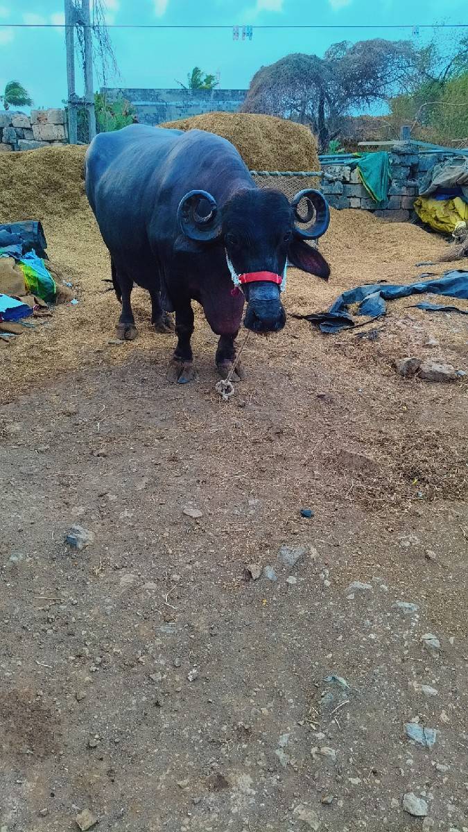 ભેસ વેચવાની છે