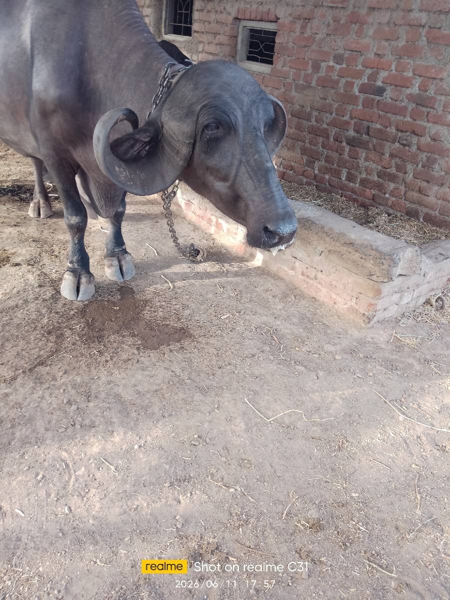 ભેંસ વેચવાની છે