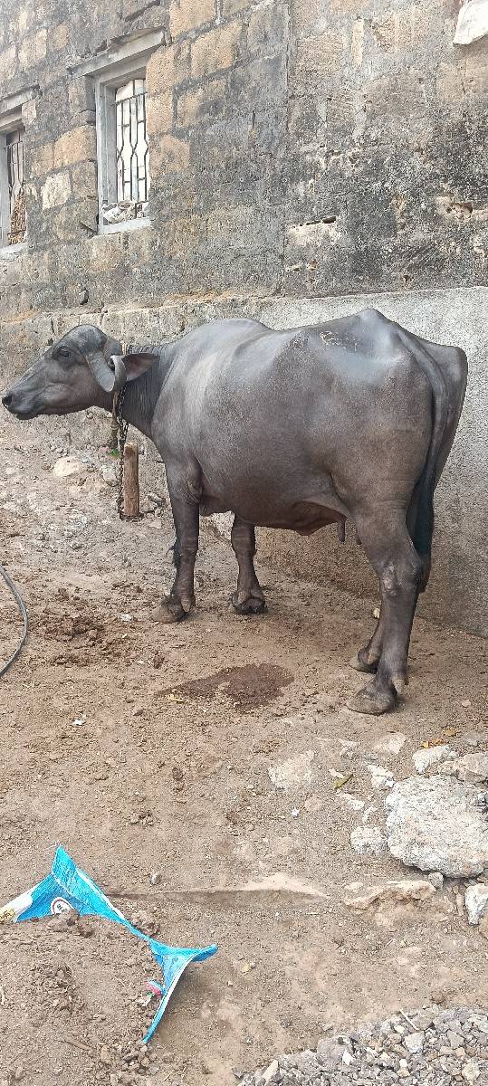 ભેંસ વેચવાની છે
