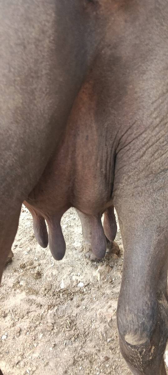 ભેંસ વેચવાની છે
