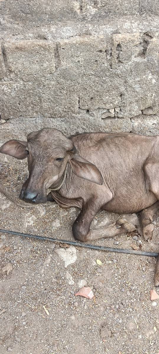 ભેંસ વેચવાની છે