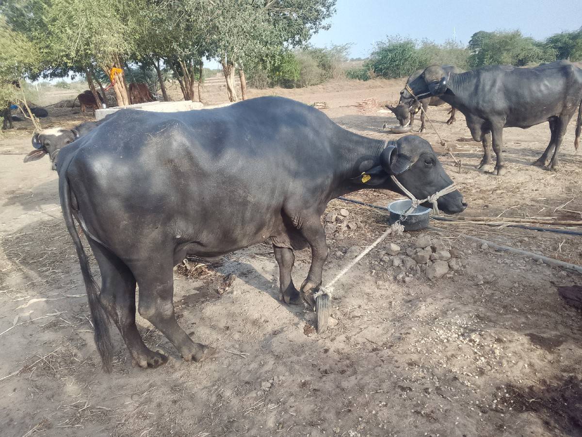 4 મહિના ના દીયા વીયાણી