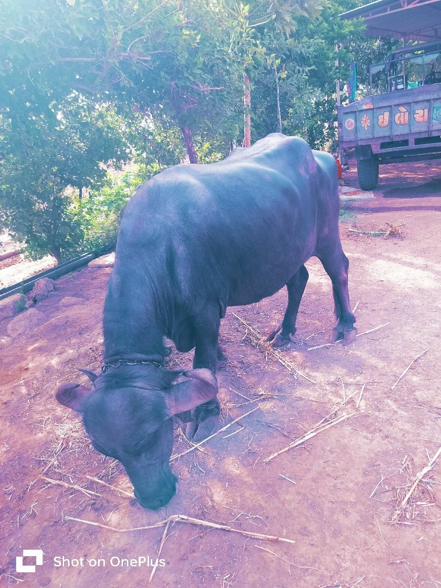ભેંસ વેચવાની છે