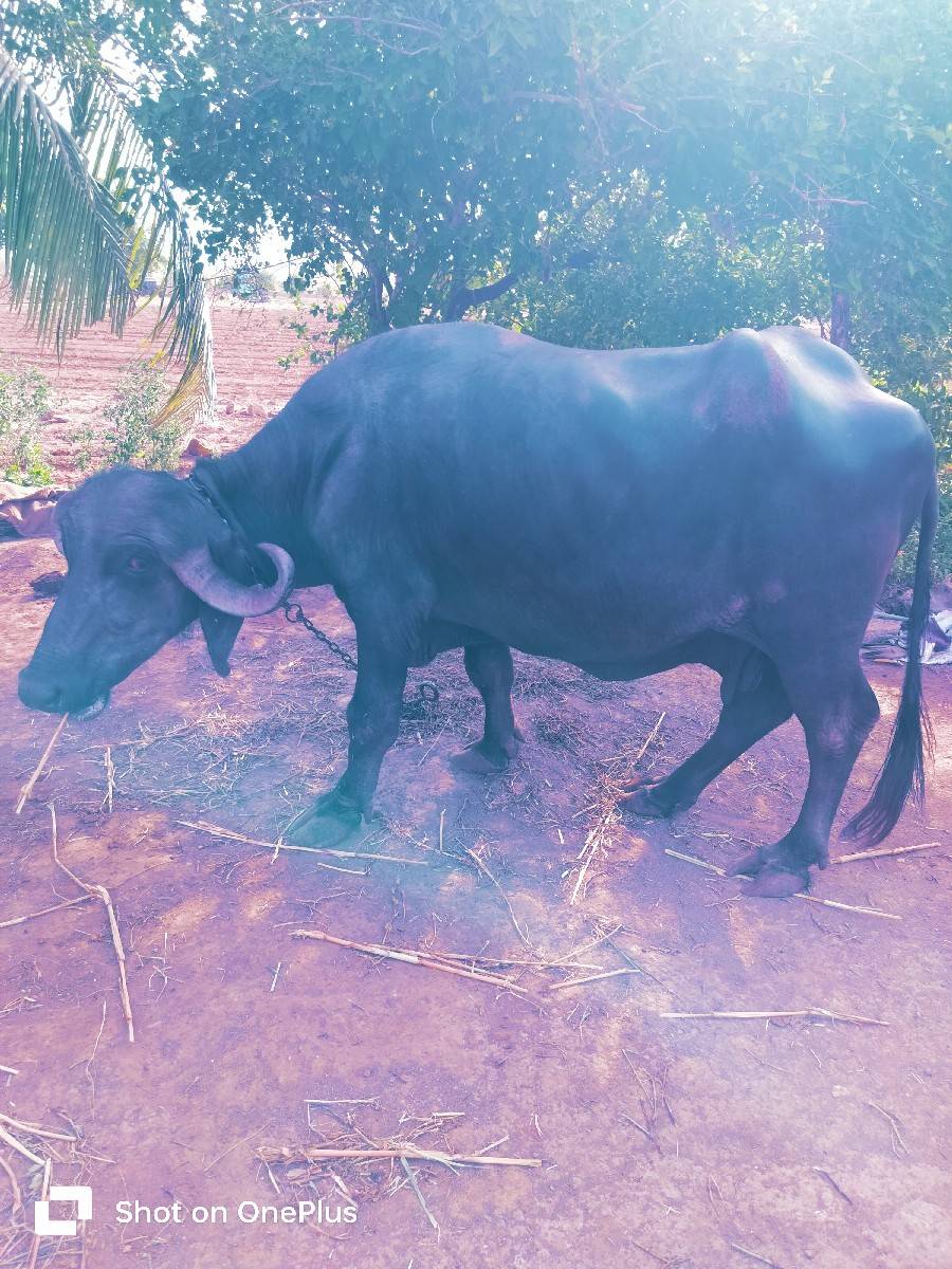 ભેંસ વેચવાની છે