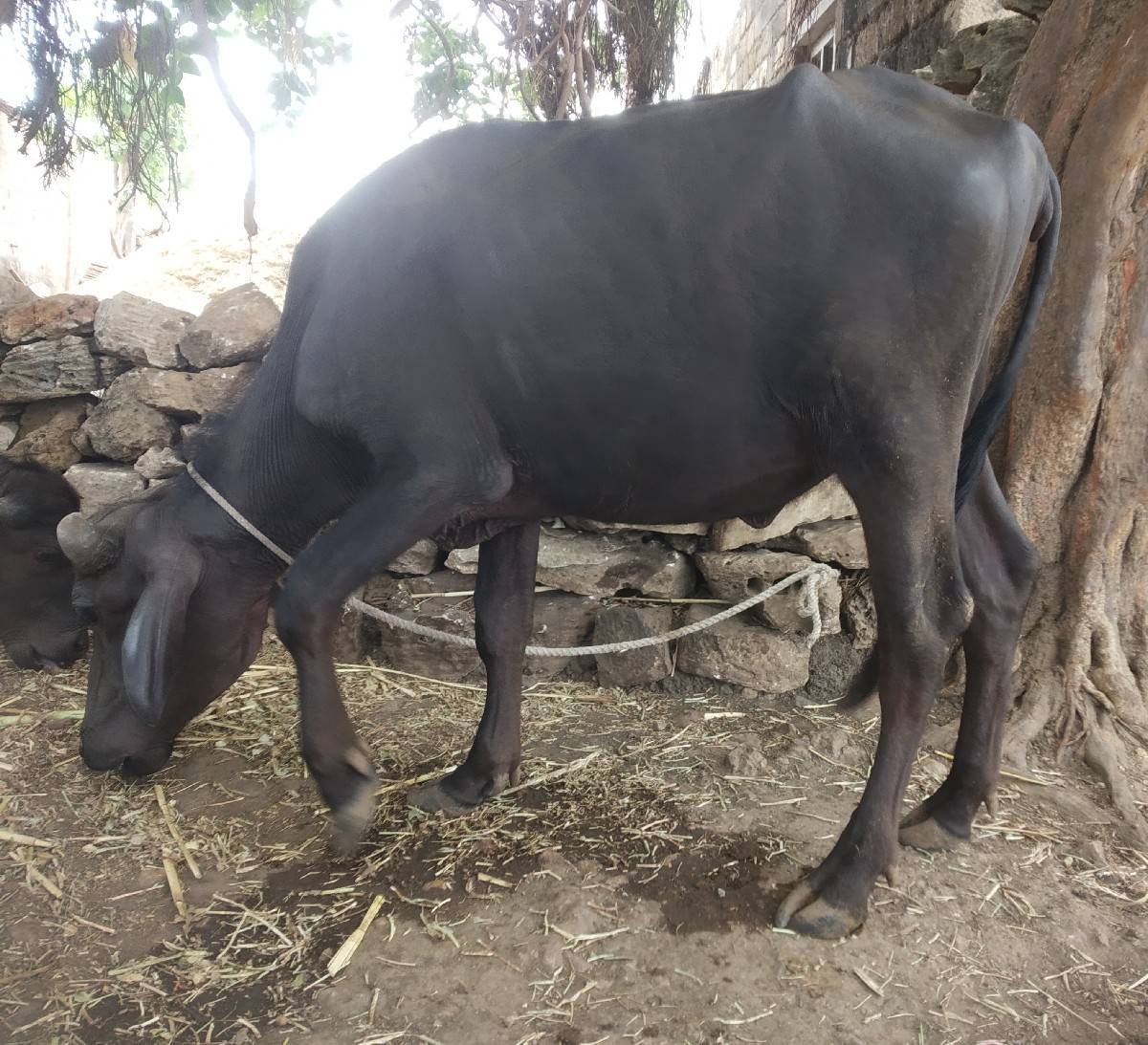 બે પાડી વેચવાની છે