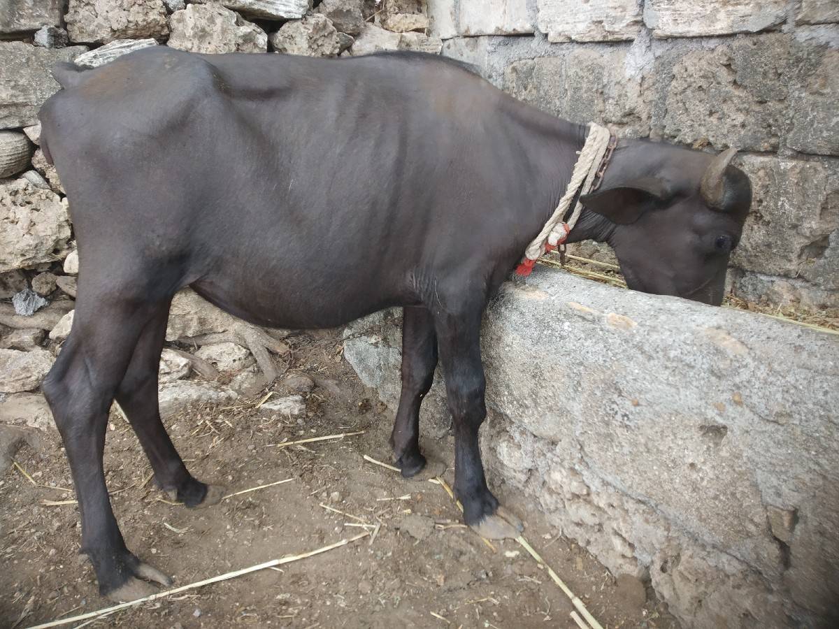 બે પાડી વેચવાની છે