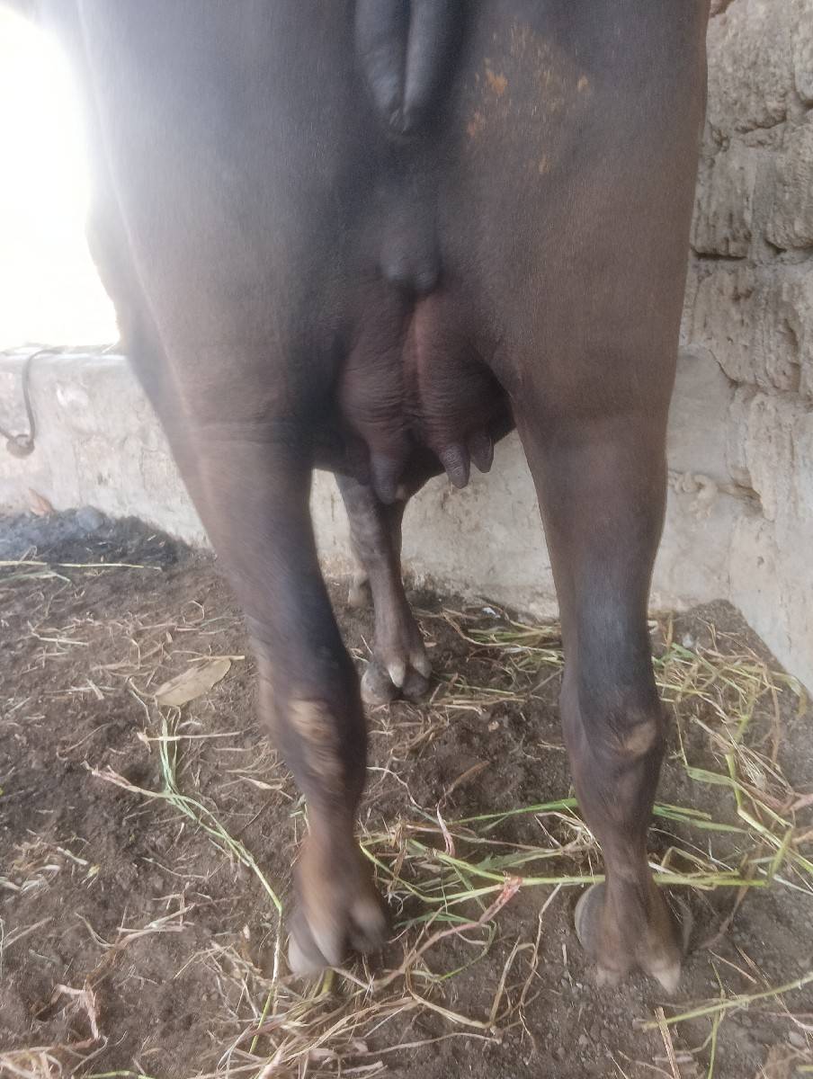 ભેંસ વેચવાની છે