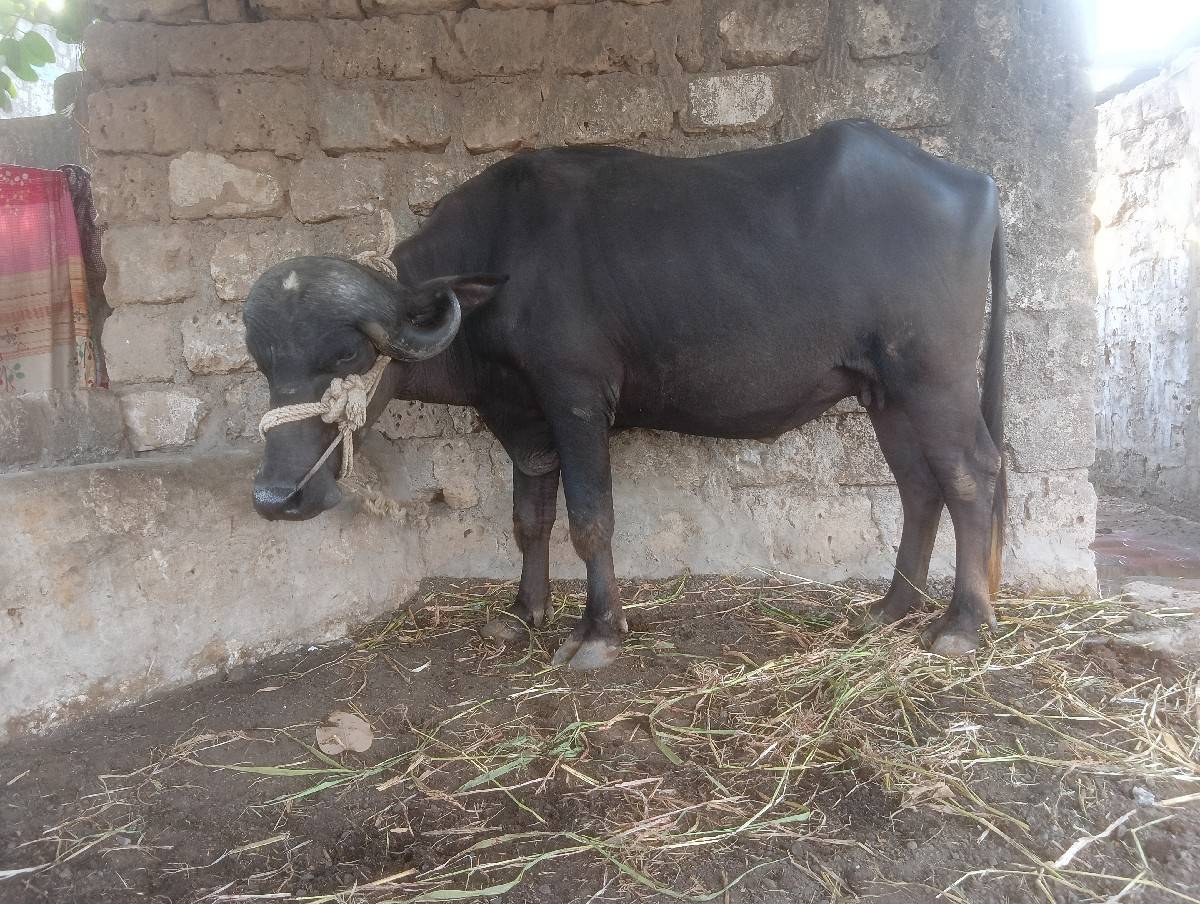 ભેંસ વેચવાની છે