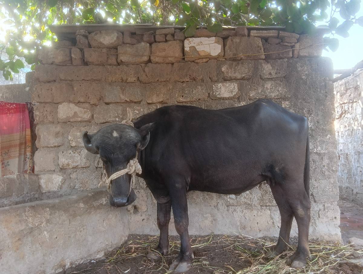 ભેંસ વેચવાની છે