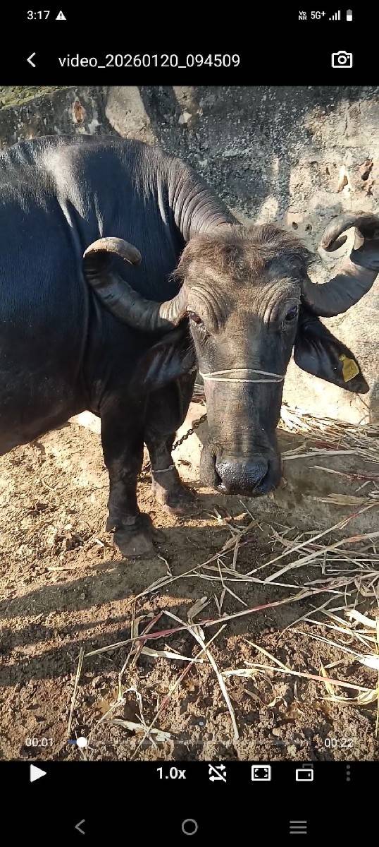 ભેંસ વેચવાની છે