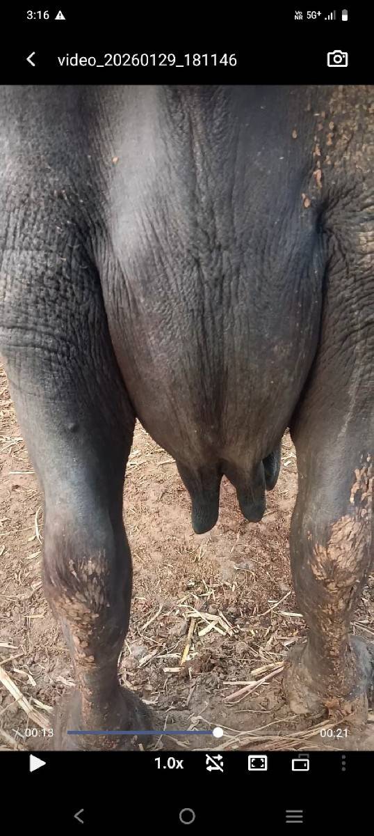 ભેંસ વેચવાની છે