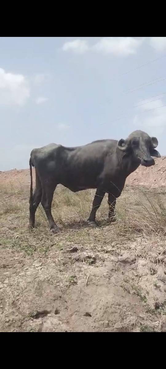 ભેંસ ખડેલી બે વેચવાના છે