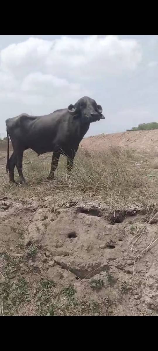 ભેંસ ખડેલી બે વેચવાના છે