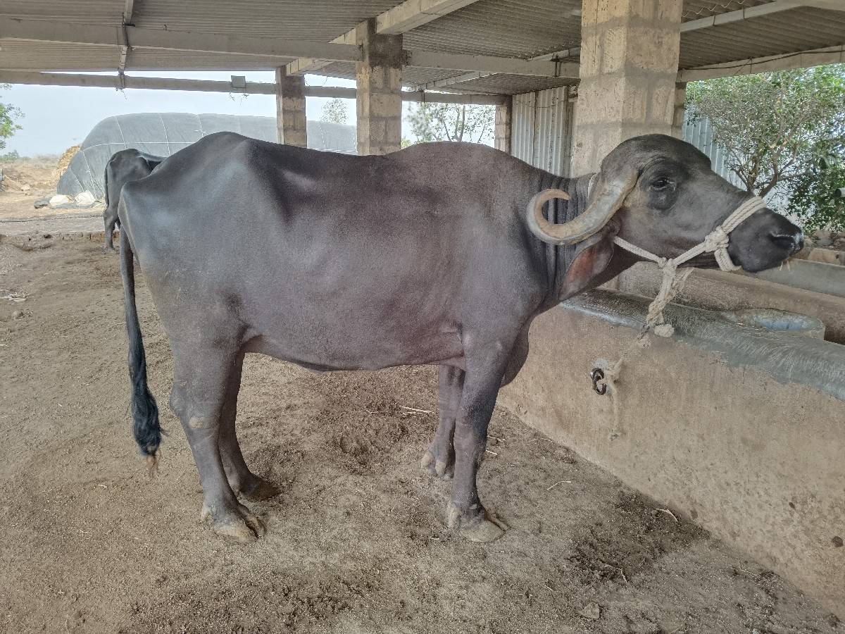ભેંસ વેચવાની છે
