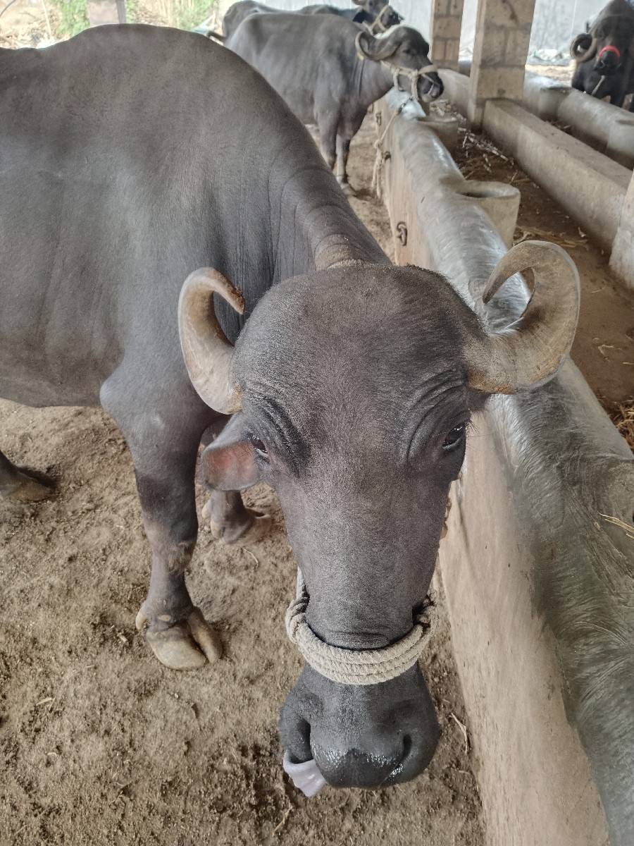 ભેંસ વેચવાની છે
