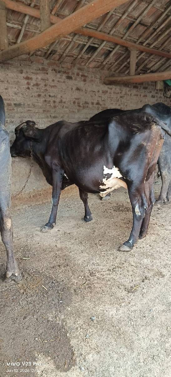 ભેંસ વેચવાની છે