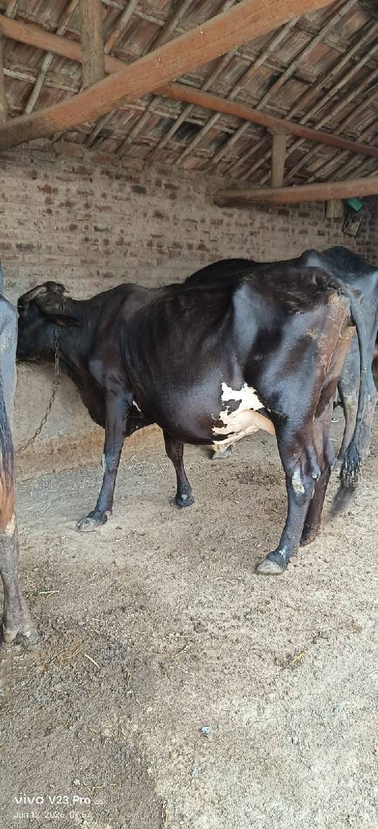 ભેંસ વેચવાની છે
