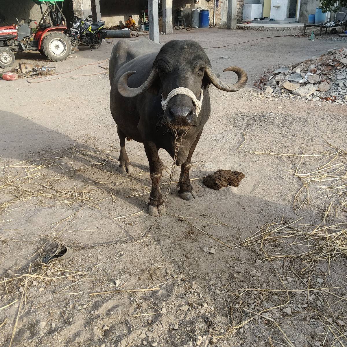 ભેંસ વેચવાની છે
