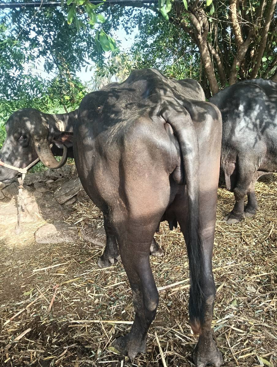 ભેંસ વેચવાની છે