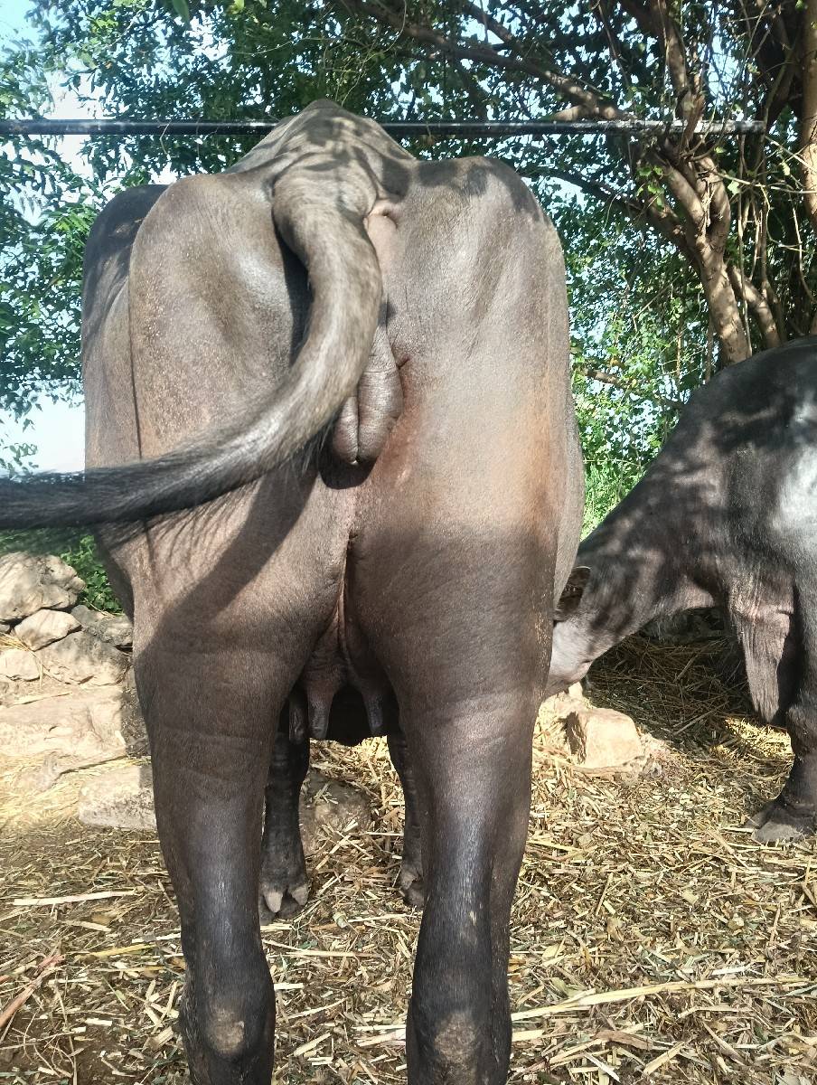 ભેંસ વેચવાની છે