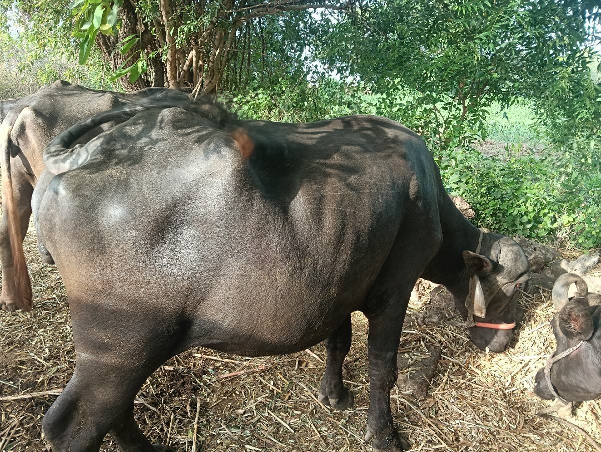 ભેંસ વેચવાની છે