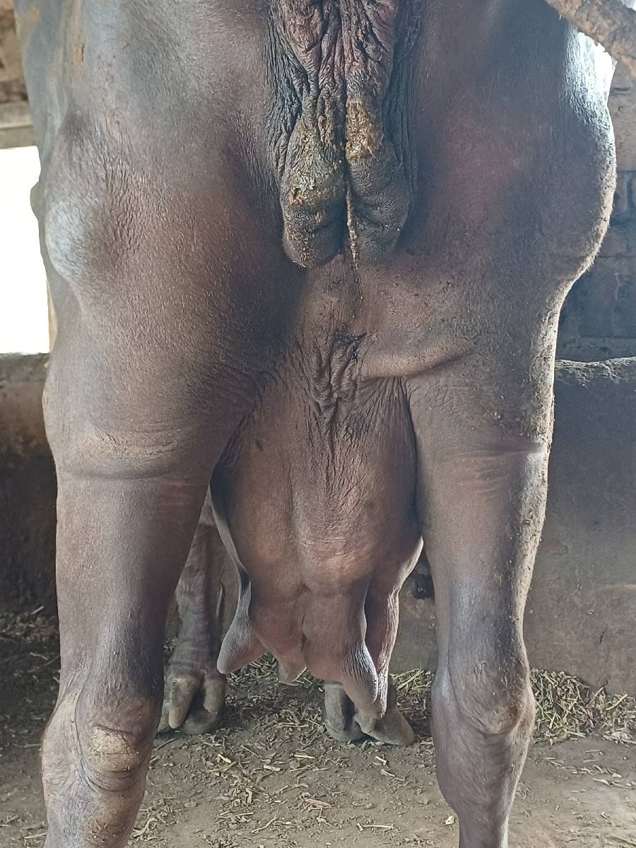 સિસોદિયા સાપરાજ ભાઈ નાનુભાઈ