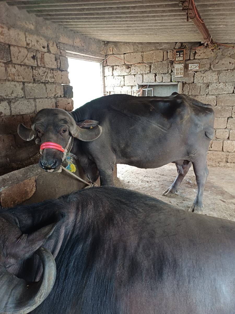 સિસોદિયા સાપરાજ ભાઈ નાનુભાઈ