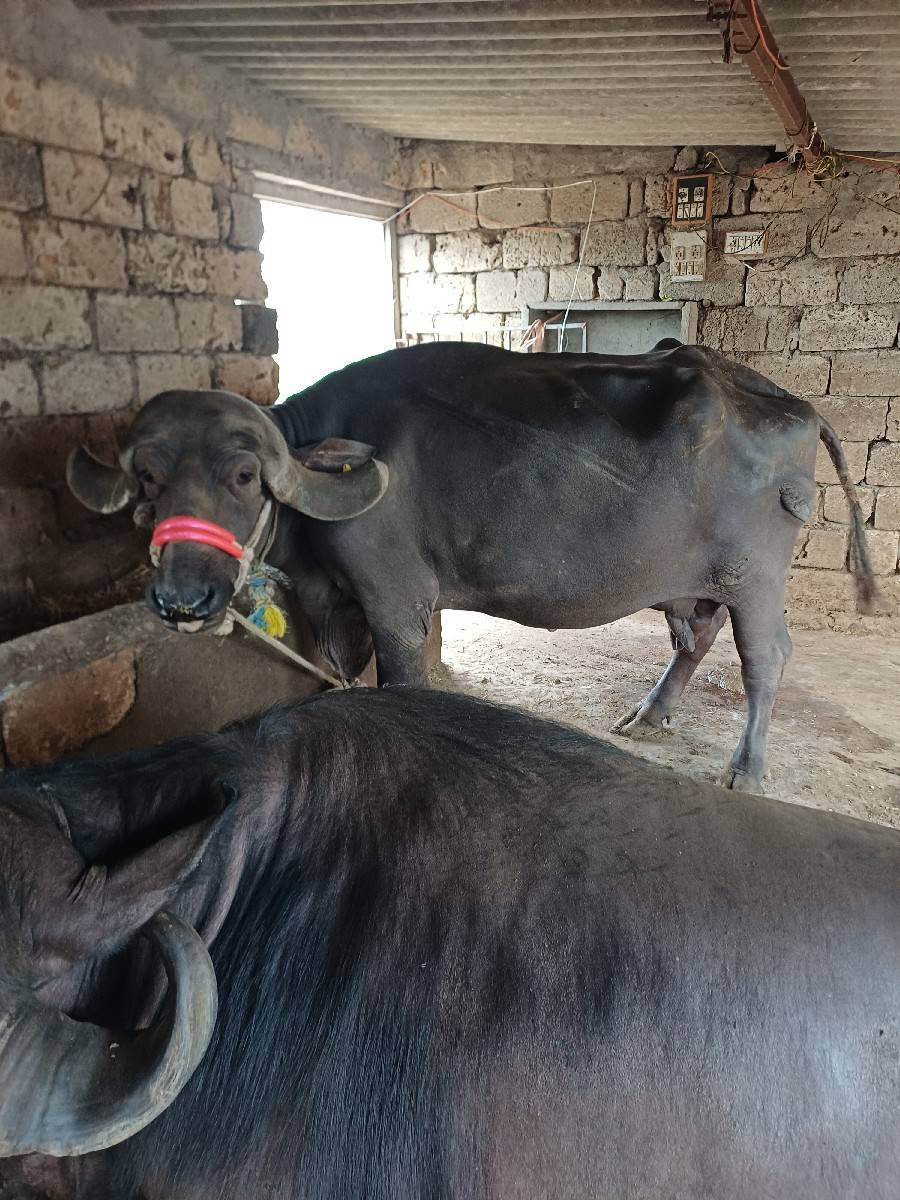 સિસોદિયા સાપરાજ ભાઈ નાનુભાઈ
