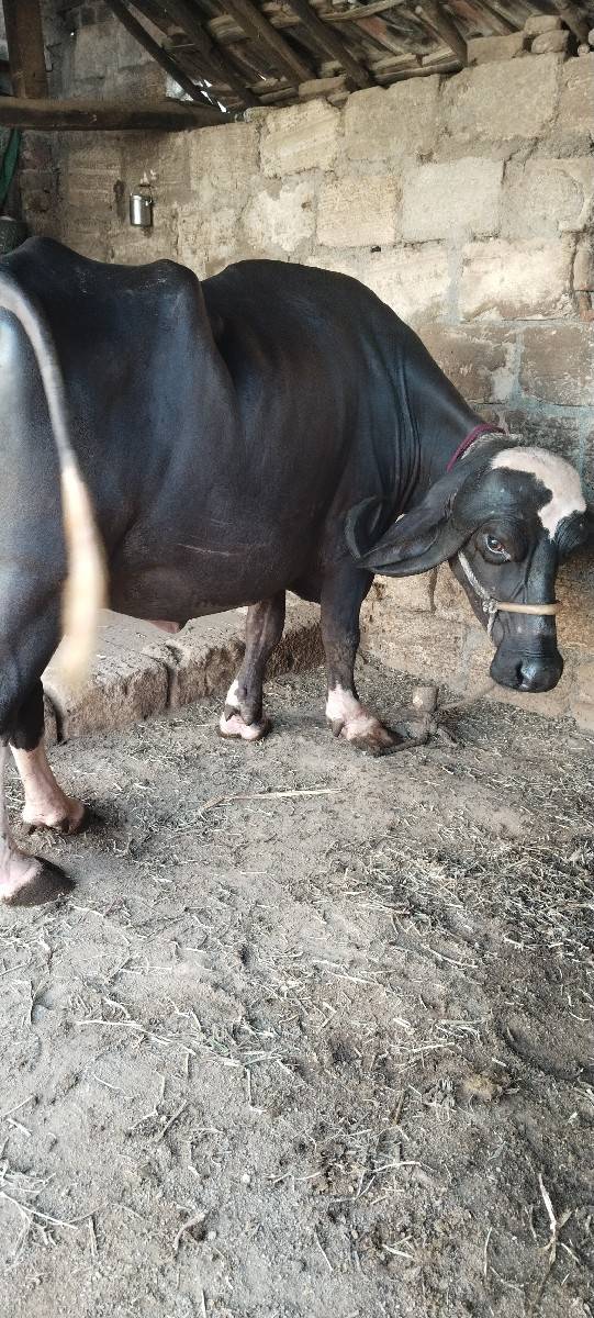 બીજો વેધર