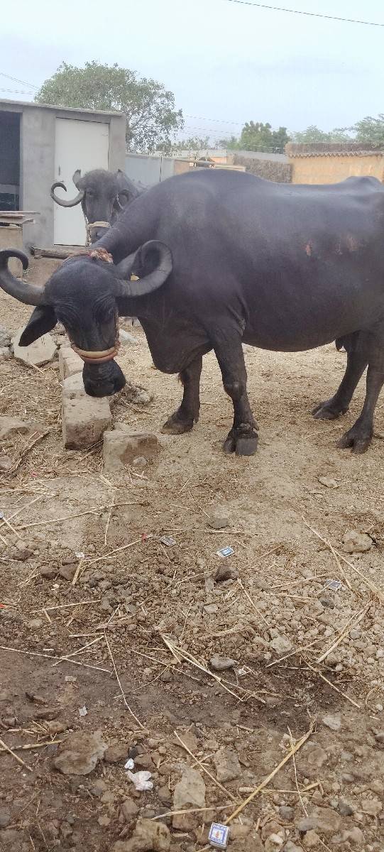 ભેંસ વેચવાની છે