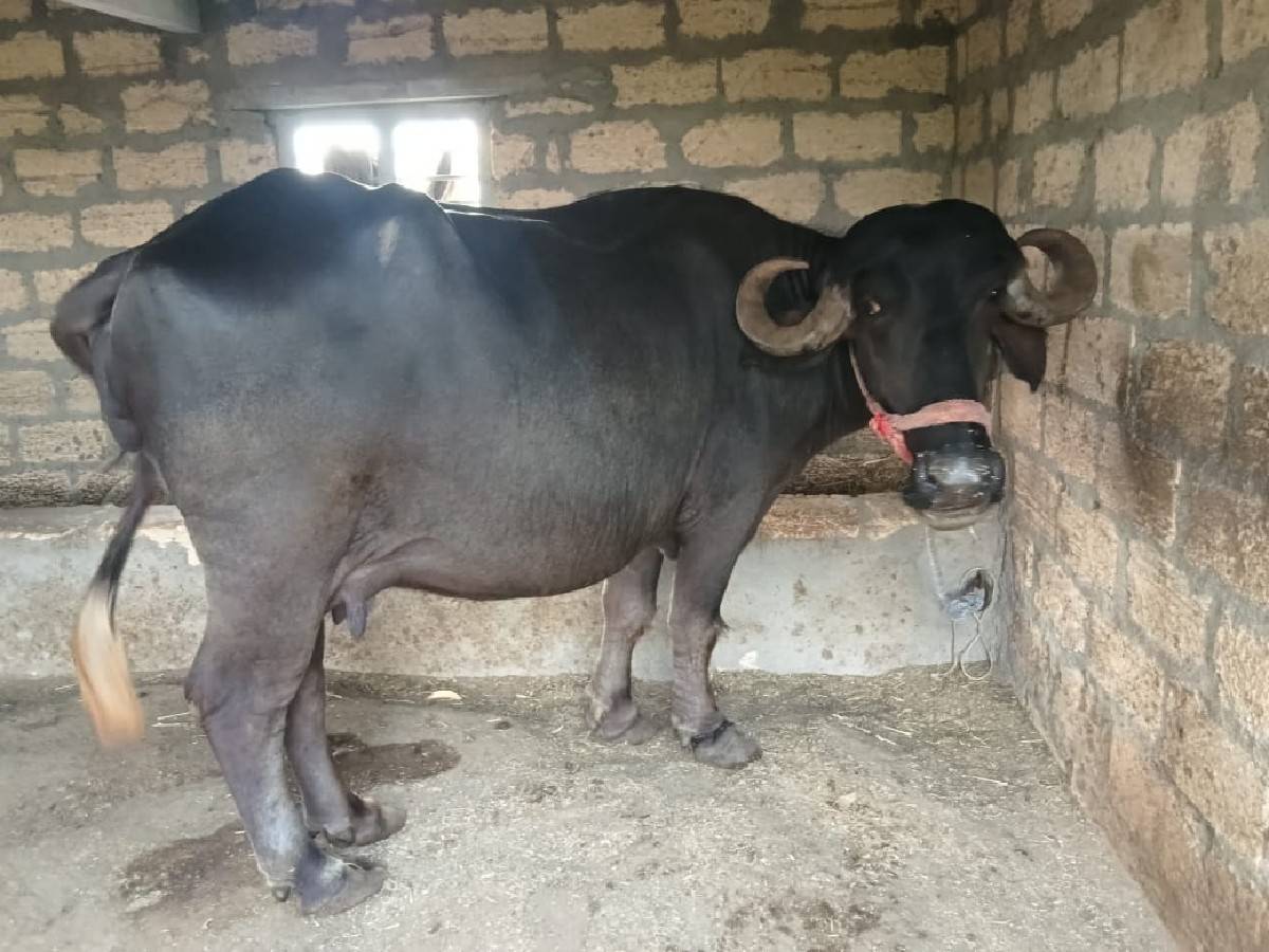 ભેંસ વેચવાની છે