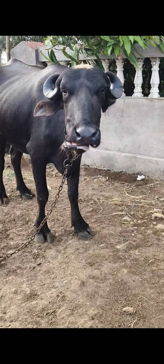 2 ખણેલા વેચવાના છે