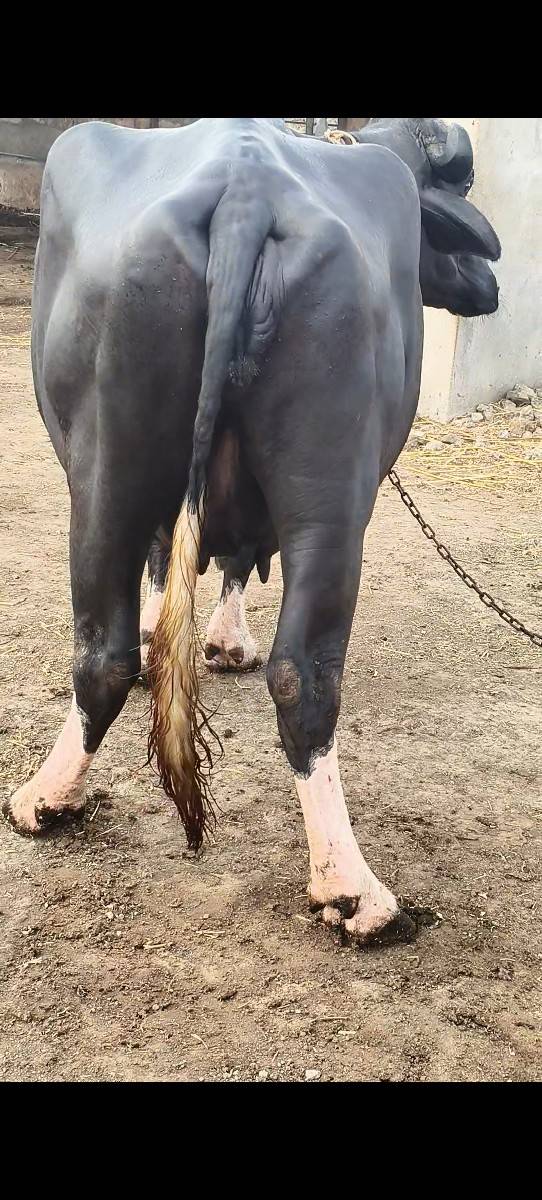 2 ખણેલા વેચવાના છે