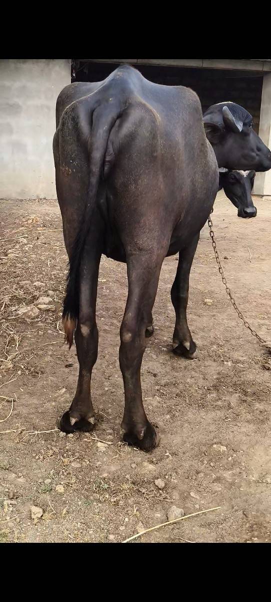 2 ખણેલા વેચવાના છે