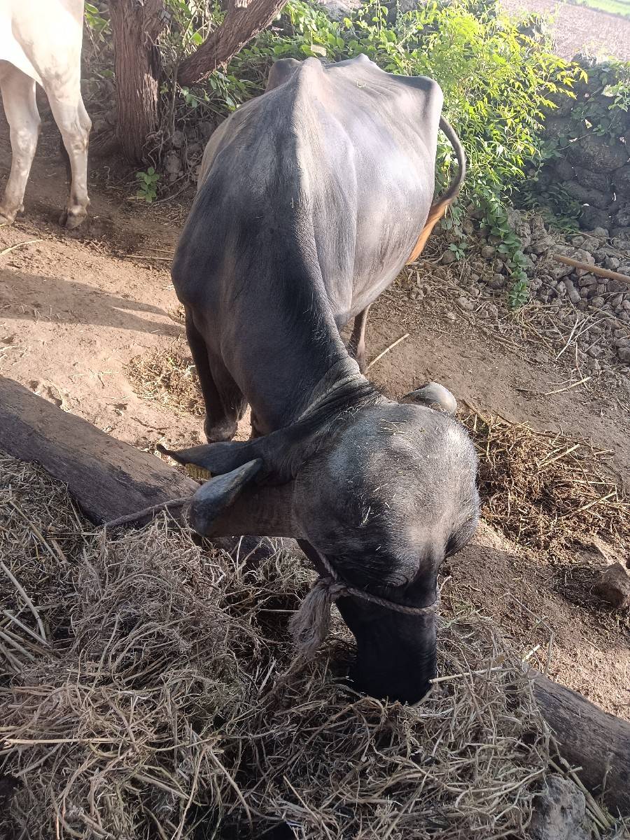 જાફરાબાદ ભેંસ વેચવાની છે