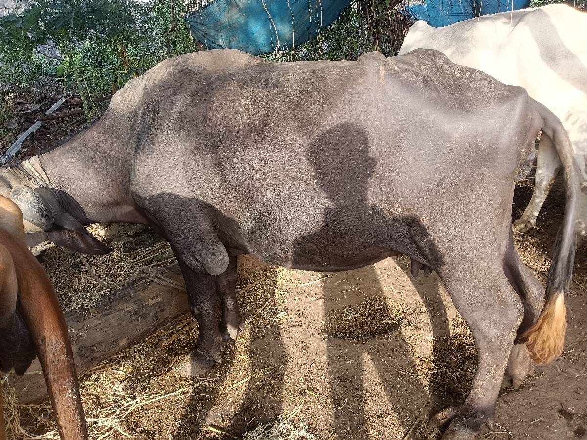 જાફરાબાદ ભેંસ વેચવાની છે