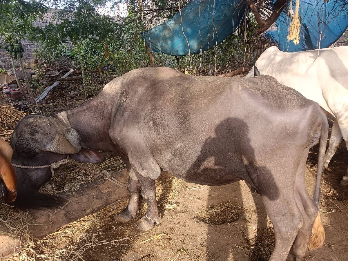 જાફરાબાદ ભેંસ વેચવાની છે