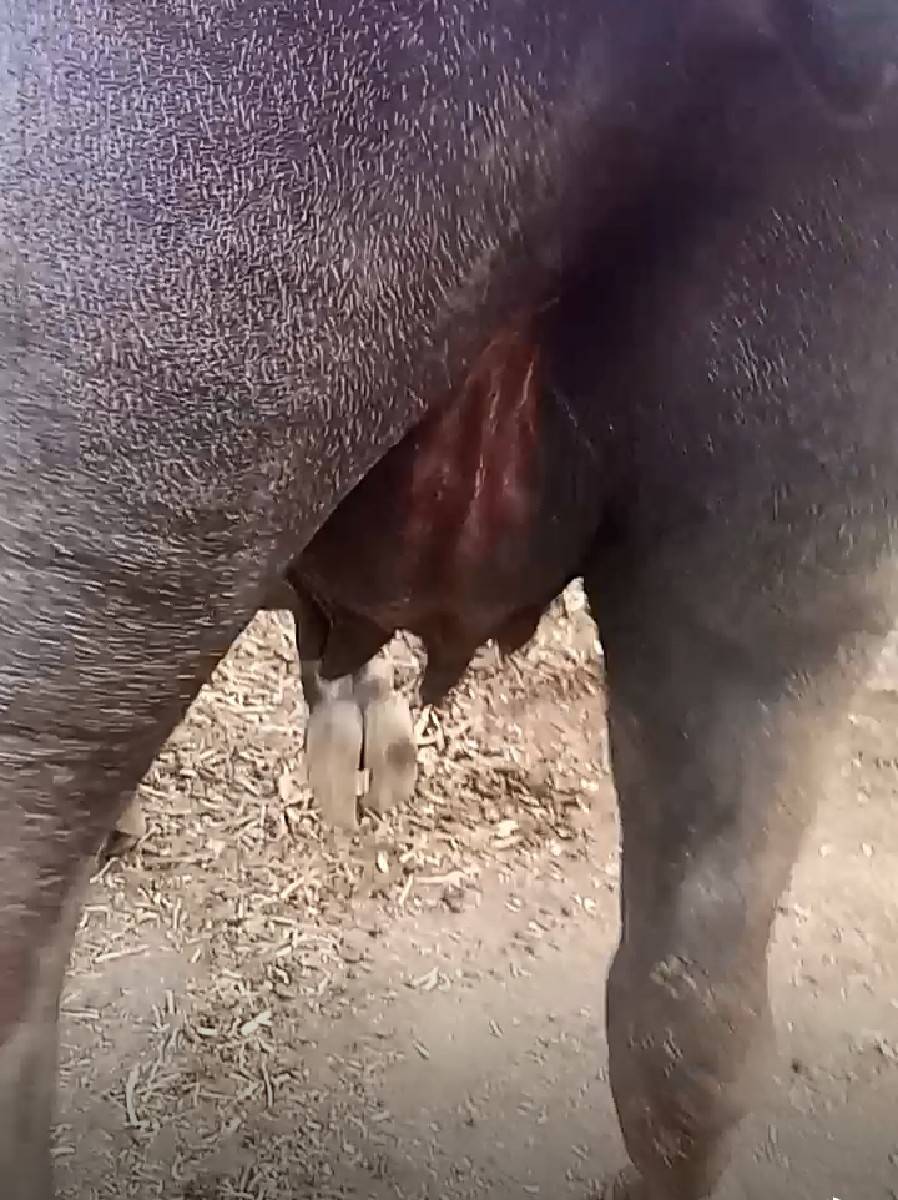 ખળેલી વેચવાની છે