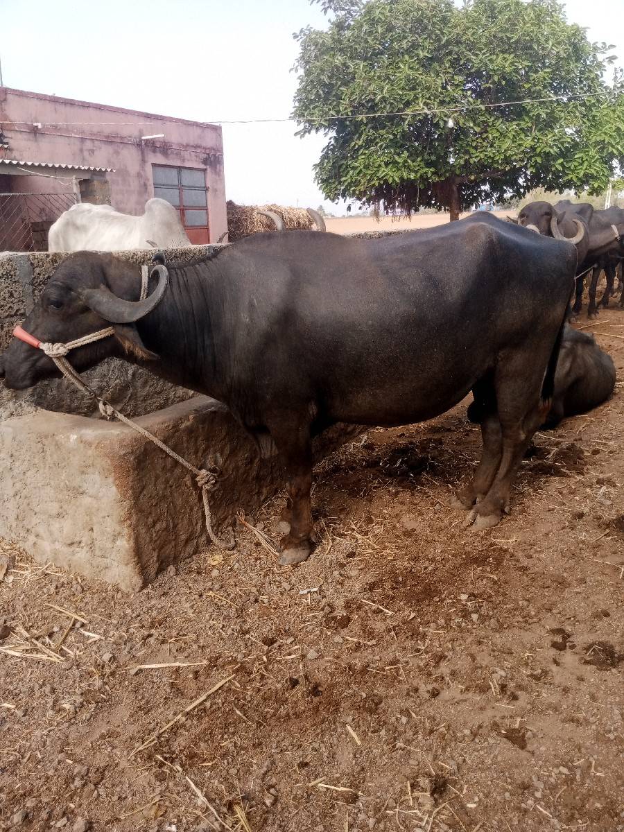 ખળેલી વેચવાની છે