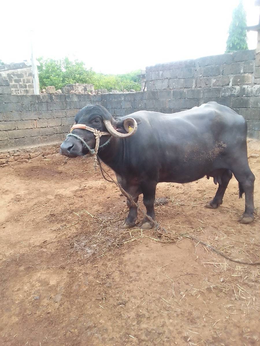 ભેંસ વેચવાની છે