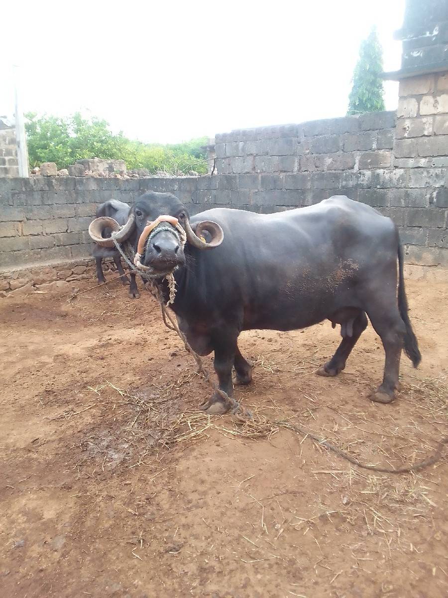 ભેંસ વેચવાની છે