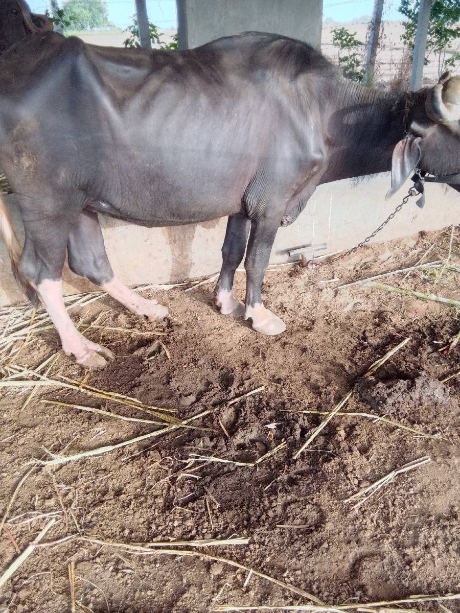 2 ખડેલા વેચવના છે