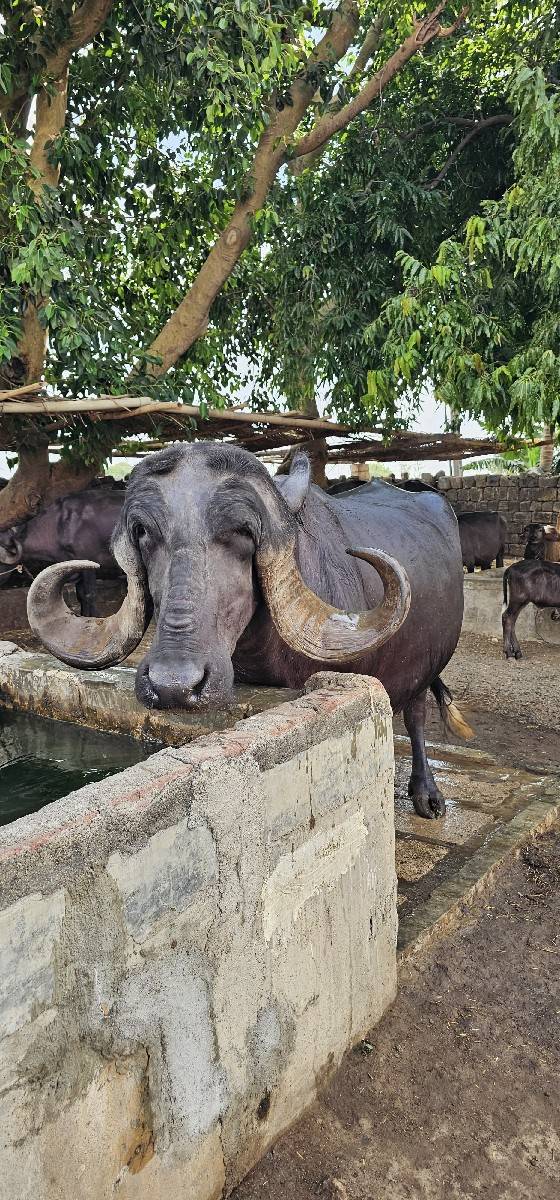 ભેસ વેચવાની છે