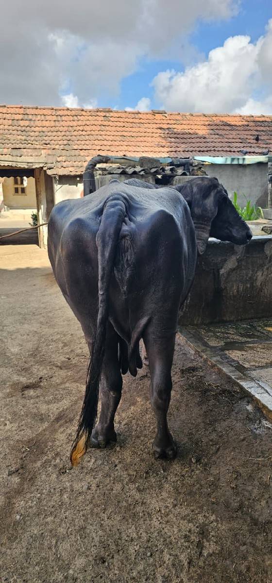 ભેસ વેચવાની છે