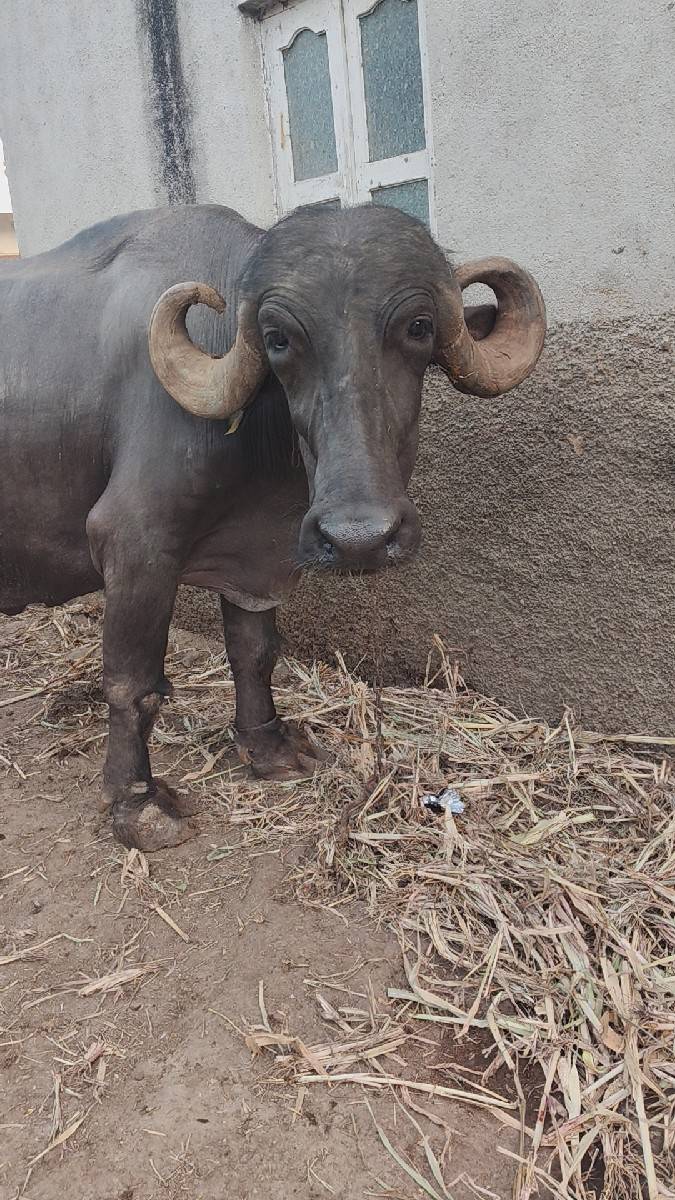 ભેંસ વેચવાની છે