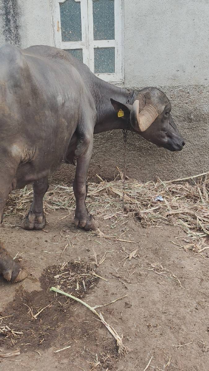 ભેંસ વેચવાની છે